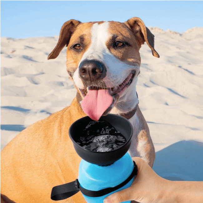 Waterfles voor honden